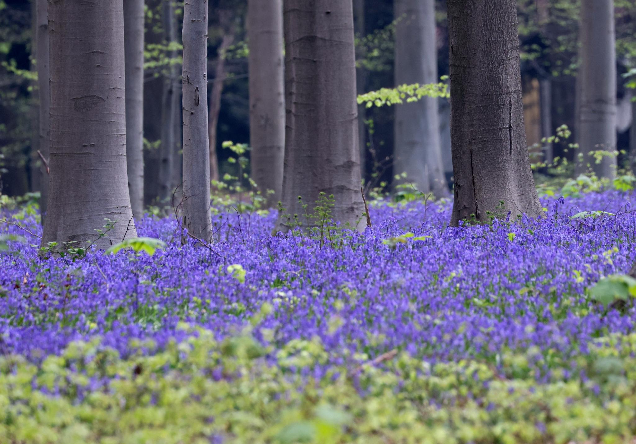 盛开的蓝铃花 比利时 布鲁塞尔 新华社 新浪新闻 盛开的蓝铃花 比利时 布鲁塞尔 新华社 新浪新闻