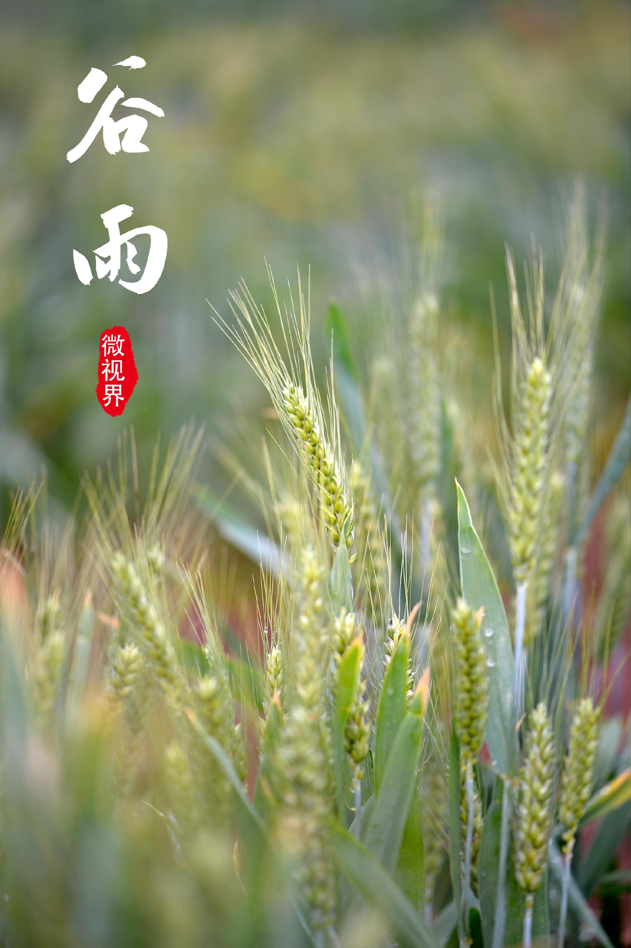 微视界谷雨