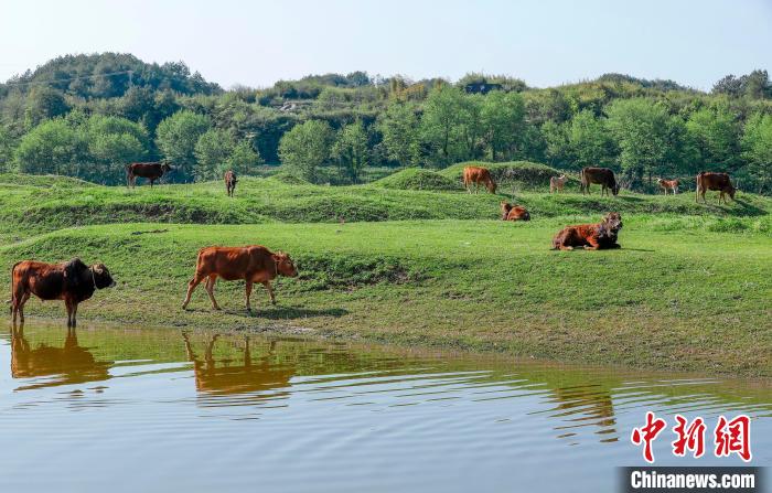 安徽黄山春风拂绿现牛羊