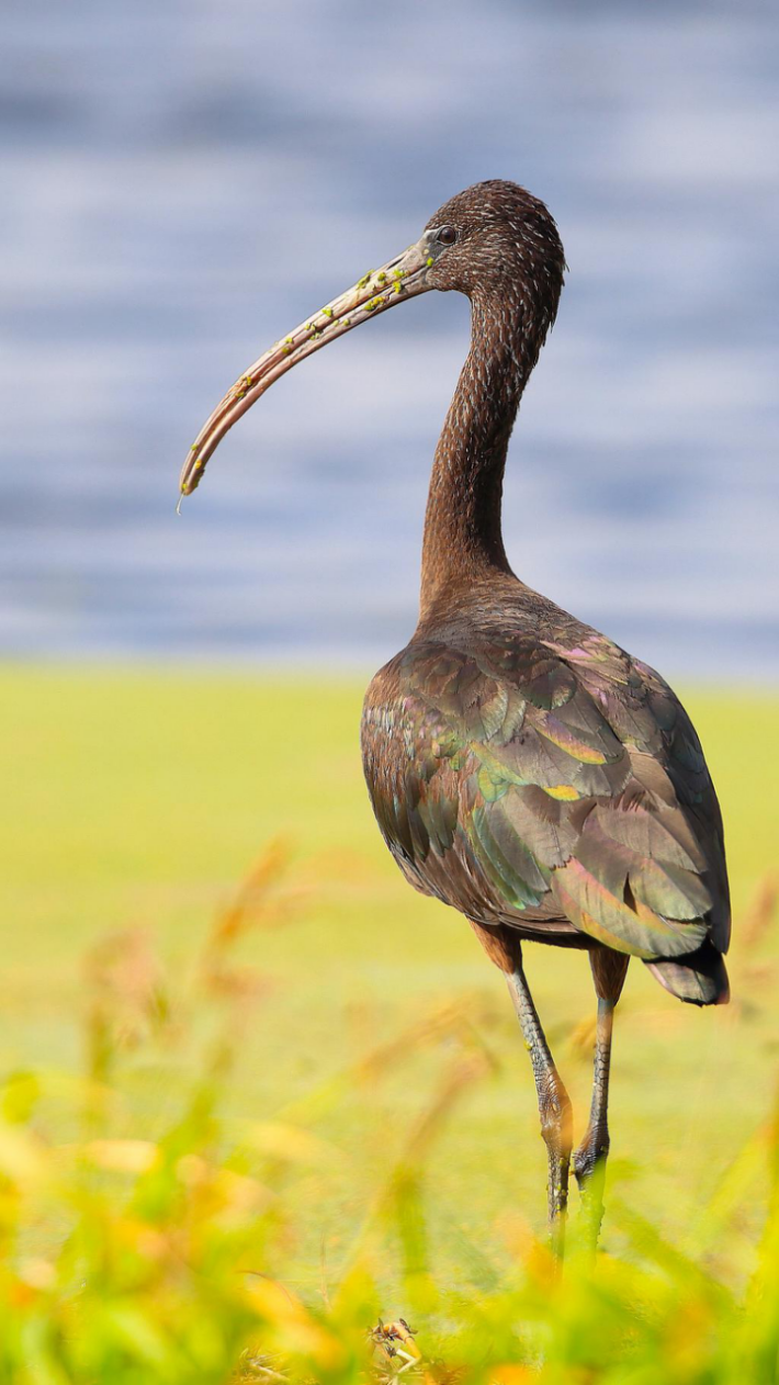关注一起点亮美丽云南成为云南珍稀动植物守护者赢取守护奖励