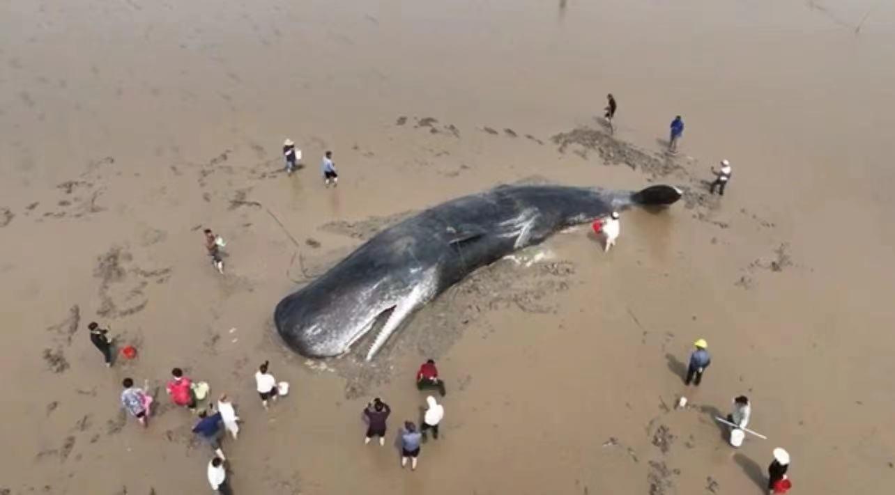 搁浅在宁波象山石浦海域的鲸。图源象山县传媒中心