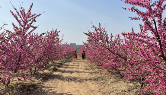 廊坊大城县平舒镇杏园村百亩桃花盛开