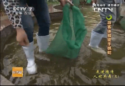 游客体验徒手抓蛇