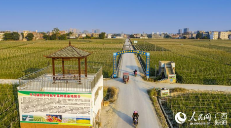 图为平马镇四平村秋冬菜种植基地
