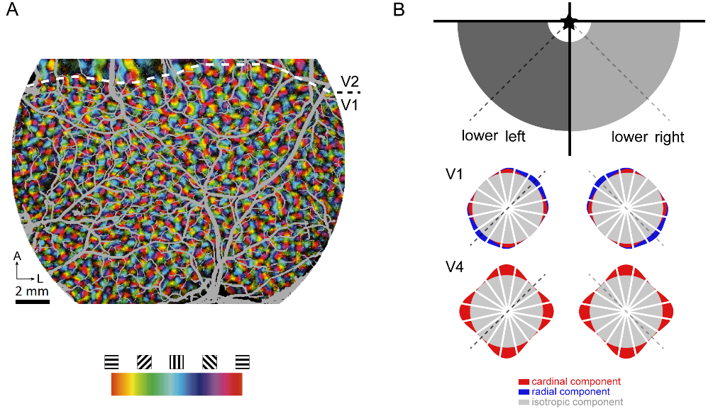 成果汇编北师大吕海东课题组近几年在视觉皮层解析取得系列进展