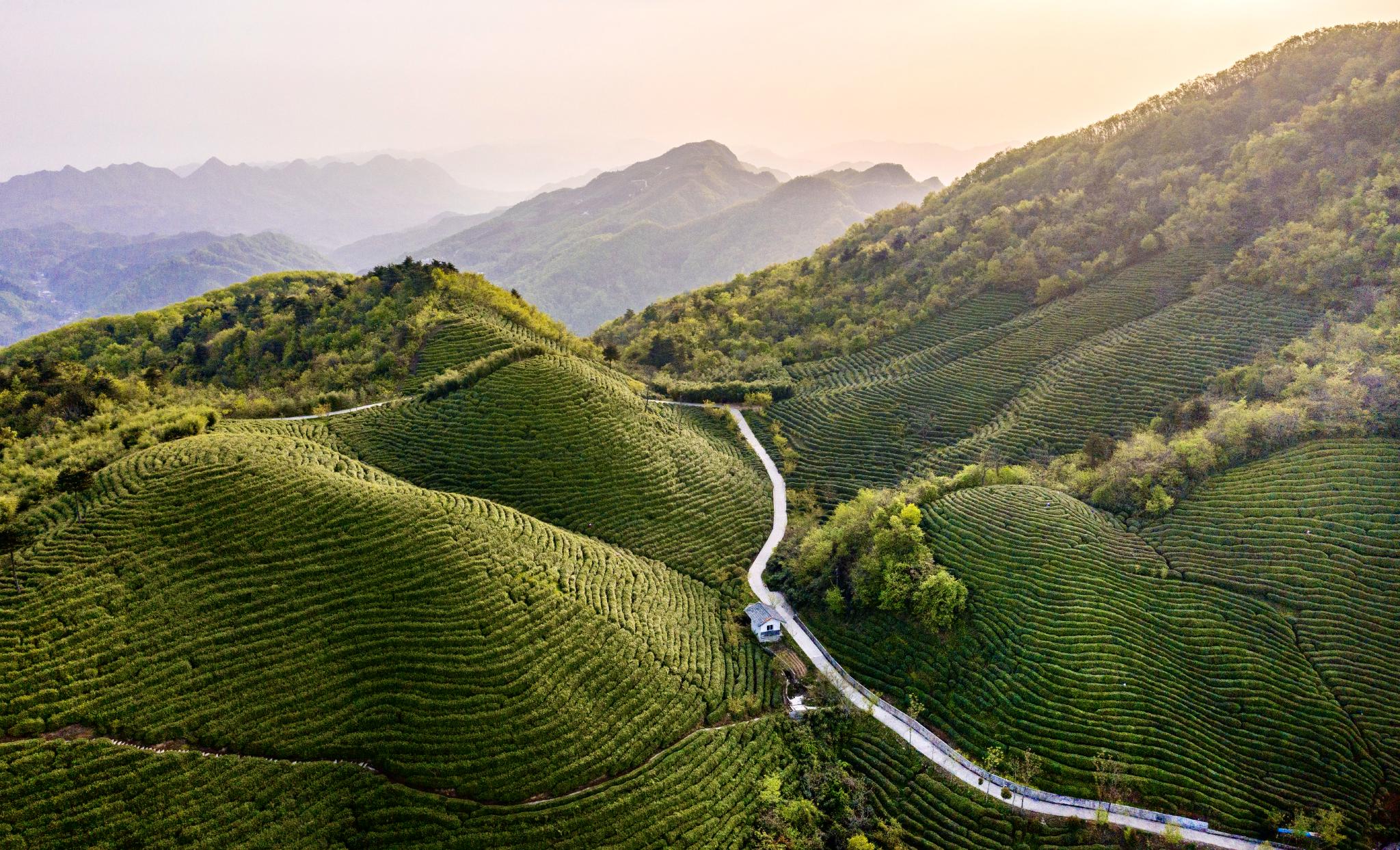 陕西勉县:高山茶园生态美 茶旅融合促振兴|陕西省|汉中市_新浪新闻