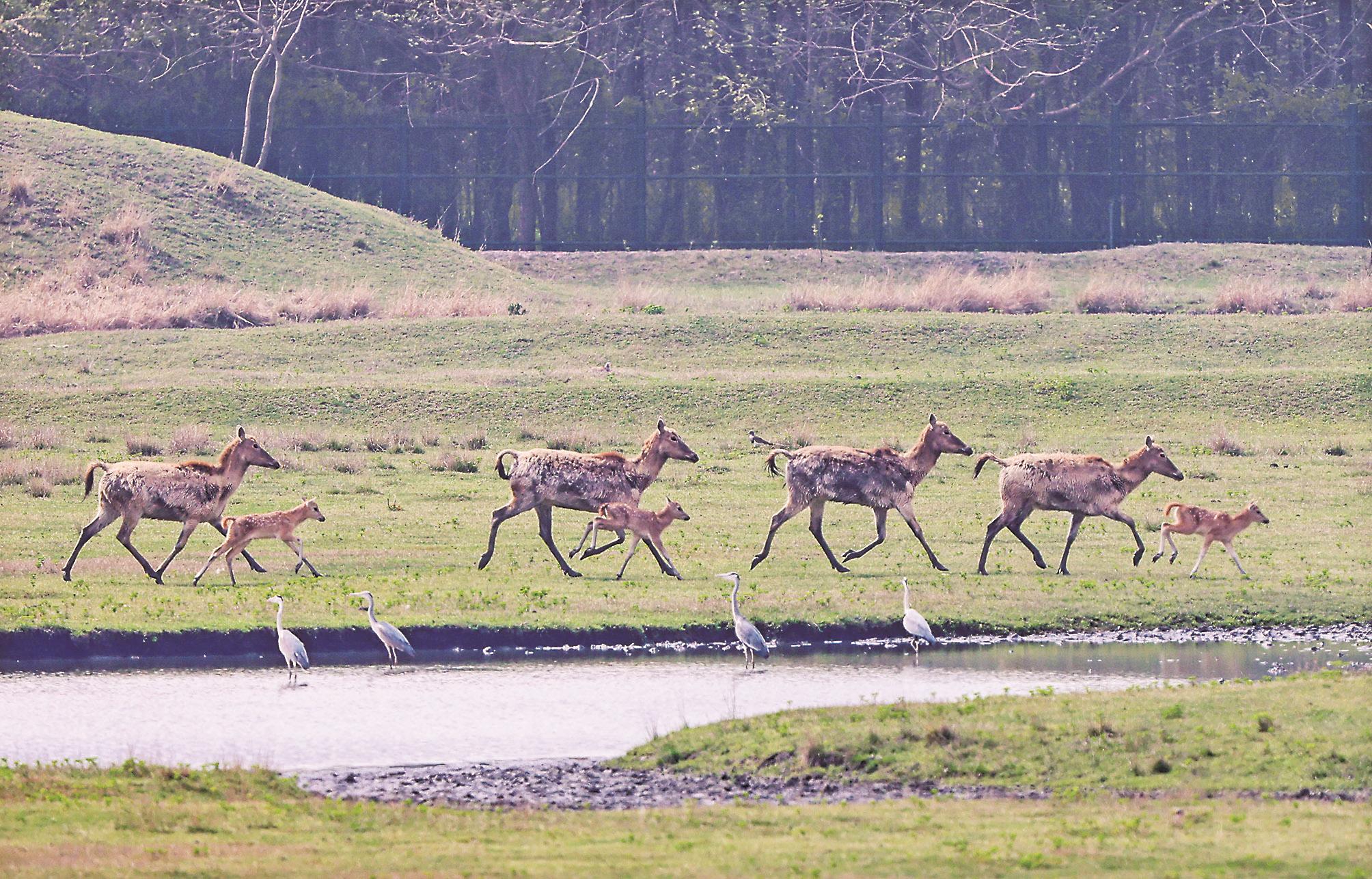 麋鹿宝宝跟着父母奔跑健身.