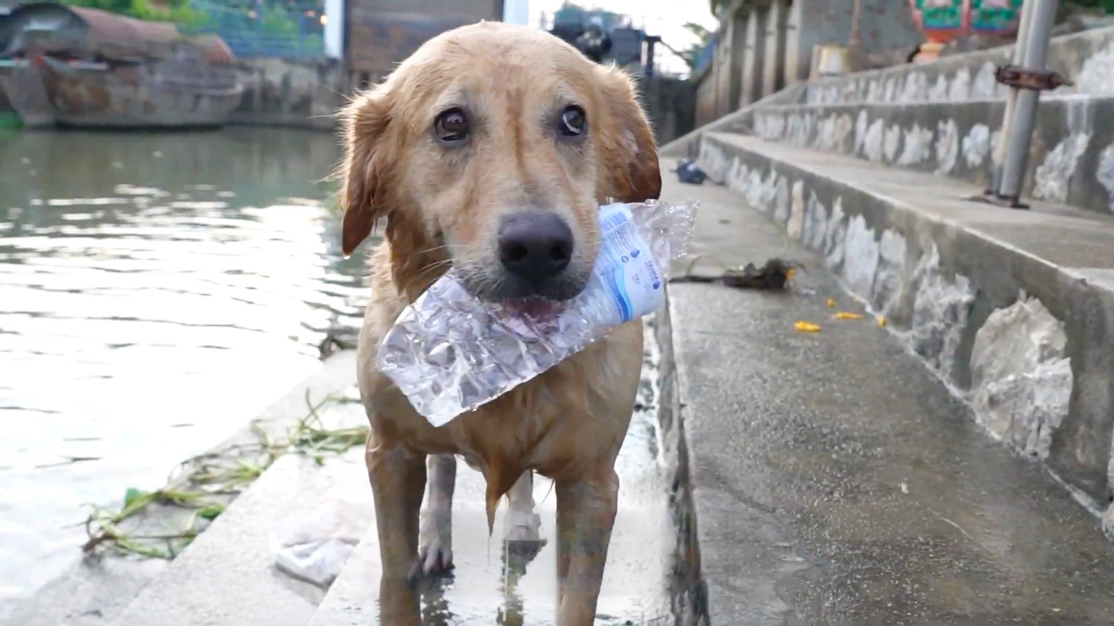 保护环境狗狗有责热衷捡垃圾的金毛犬河水也因为它变得清澈