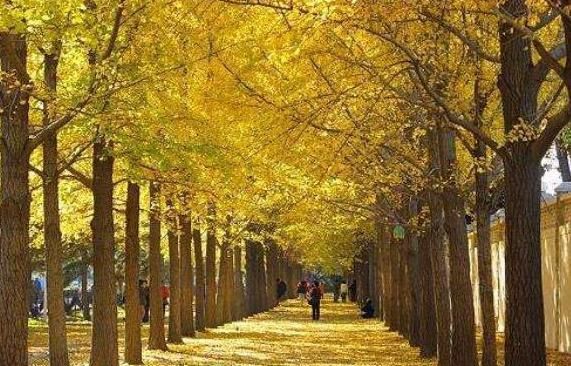 心理测试4条黄金路你想走哪条测你余生的转机在哪