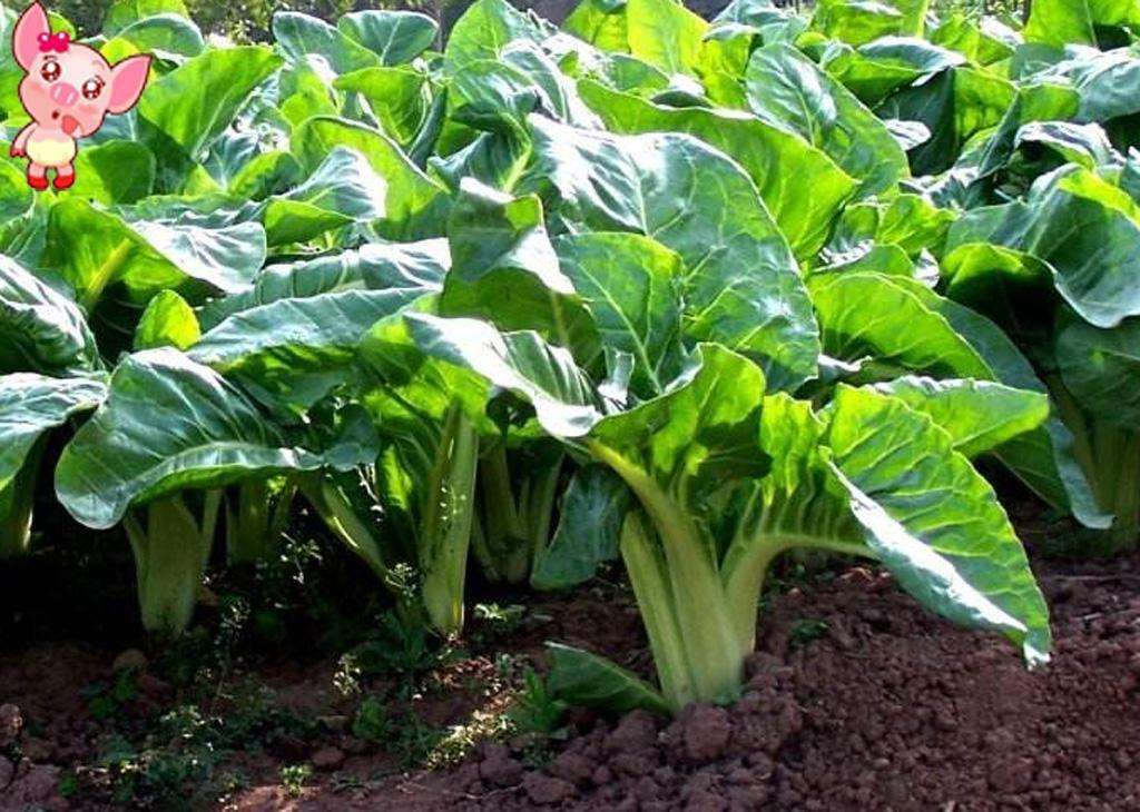 谷雨季节牛皮菜长得粗大肥美正是好吃的时候千万别错过了