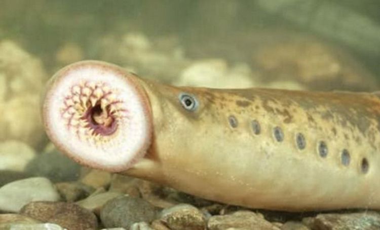 鱼嘴|生物|七鳃鳗_新浪新闻