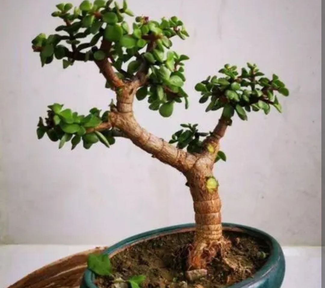 金枝玉叶怎么养才能更旺盛(金枝玉叶怎么养才能更旺盛开花快)