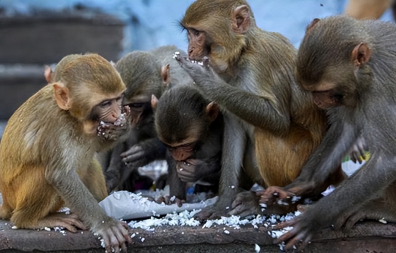 惊险至极,3岁女童在家门口玩耍被野猴拖走,为何它敢这么大胆?休闲区蓝鸢梦想 - Www.slyday.coM 惊险至极,3岁女童在家门口玩耍被野猴拖走,为何它敢这么大胆?休闲区蓝鸢梦想 - Www.slyday.coM