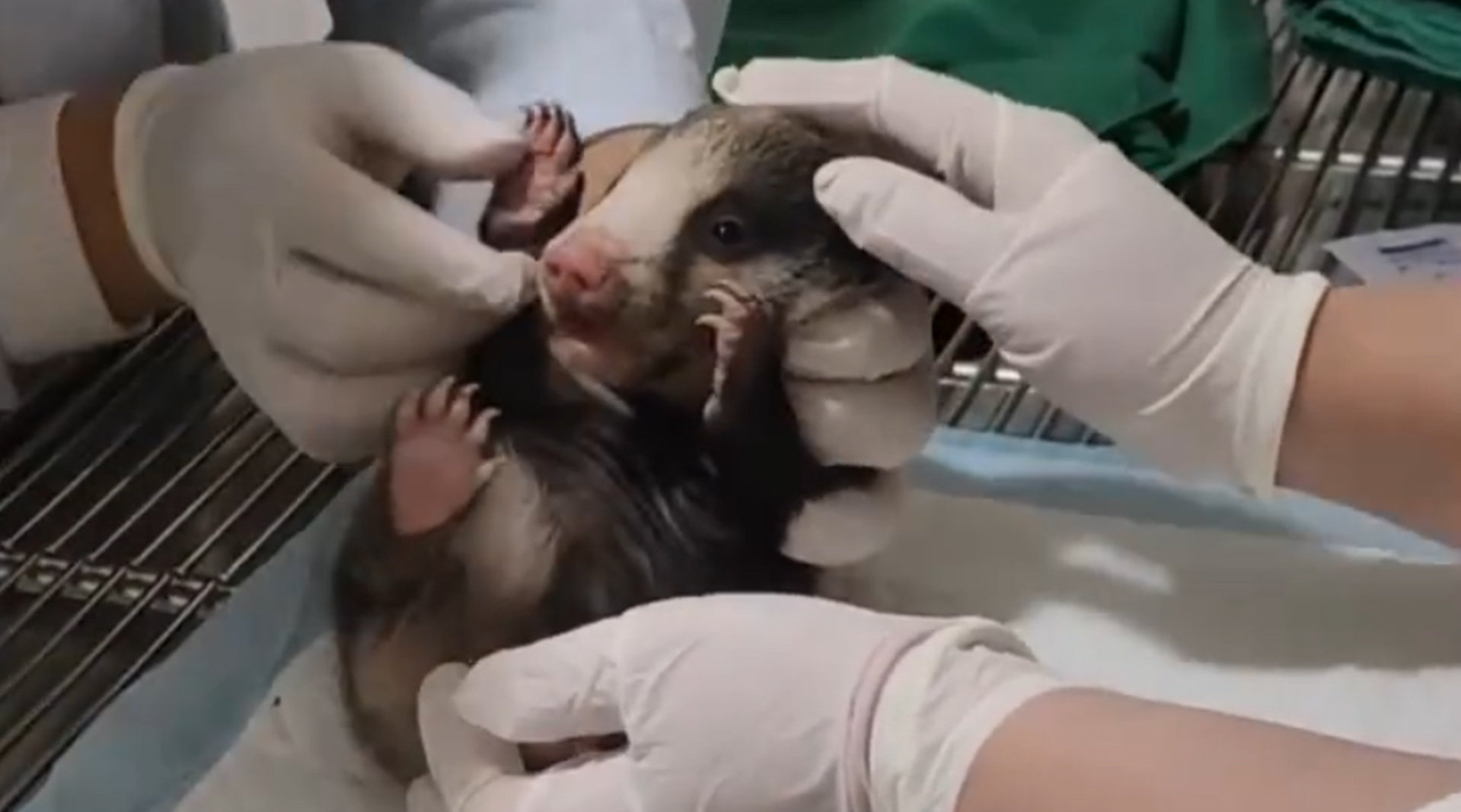 萌!四川村民在路边发现猪獾幼崽