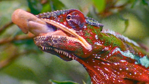 变色龙的舌头有多神奇