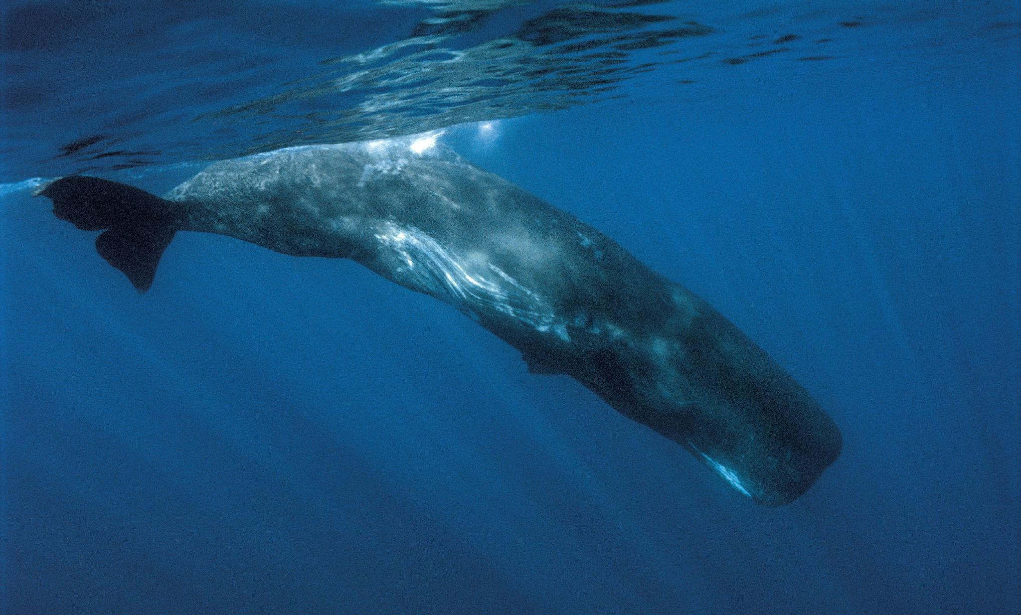 突发巨型鲸鱼在浙江搁浅目前仍未回到海洋该怎么救它