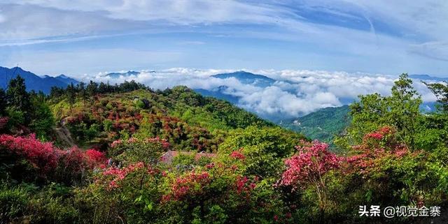 大美金寨,最美人间四月天,映山红遍黄狮寨__财经头条