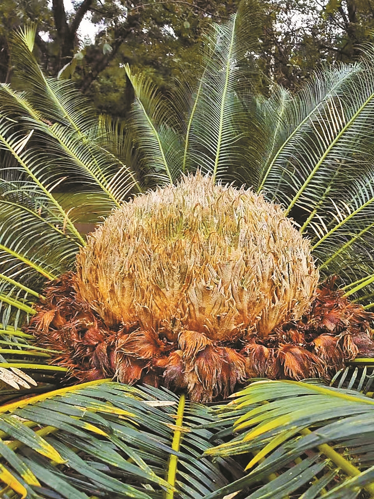 攀枝花苏铁以及攀枝花苏铁雄株和雌株的孢子体.