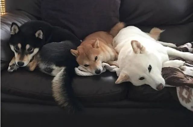 养了三只柴犬个个都是表情包