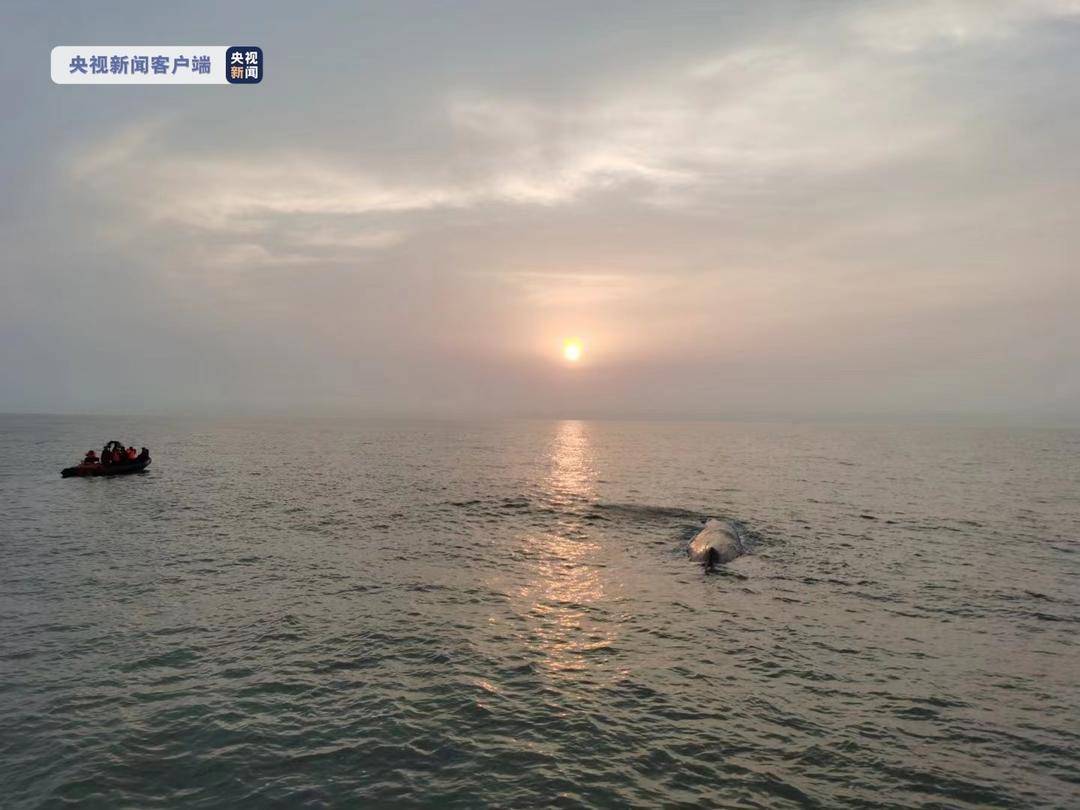 好消息！在宁波搁浅的抹香鲸成功放回深海休闲区蓝鸢梦想 - Www.slyday.coM