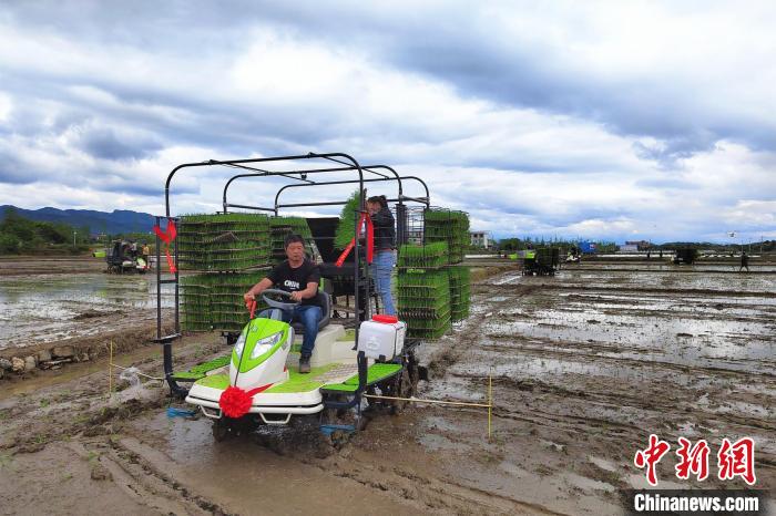 东安县新引进的水稻有序抛秧机在井头圩镇山口铺村田间作业.
