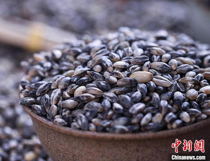 图为青藏高原上的黑青稞.(资料图) 天津援青指挥部供图