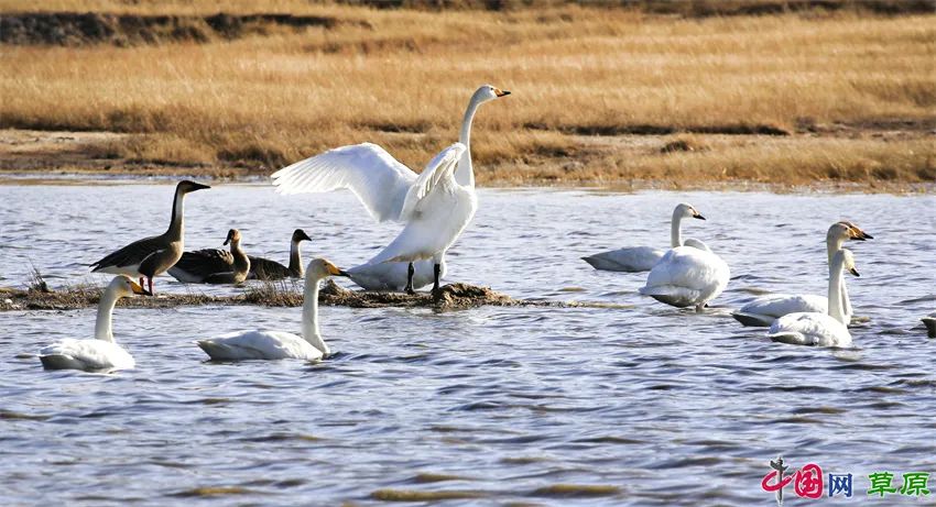春逢谷雨霍林郭勒鸿雁湖生态秀美鸟蹁跹