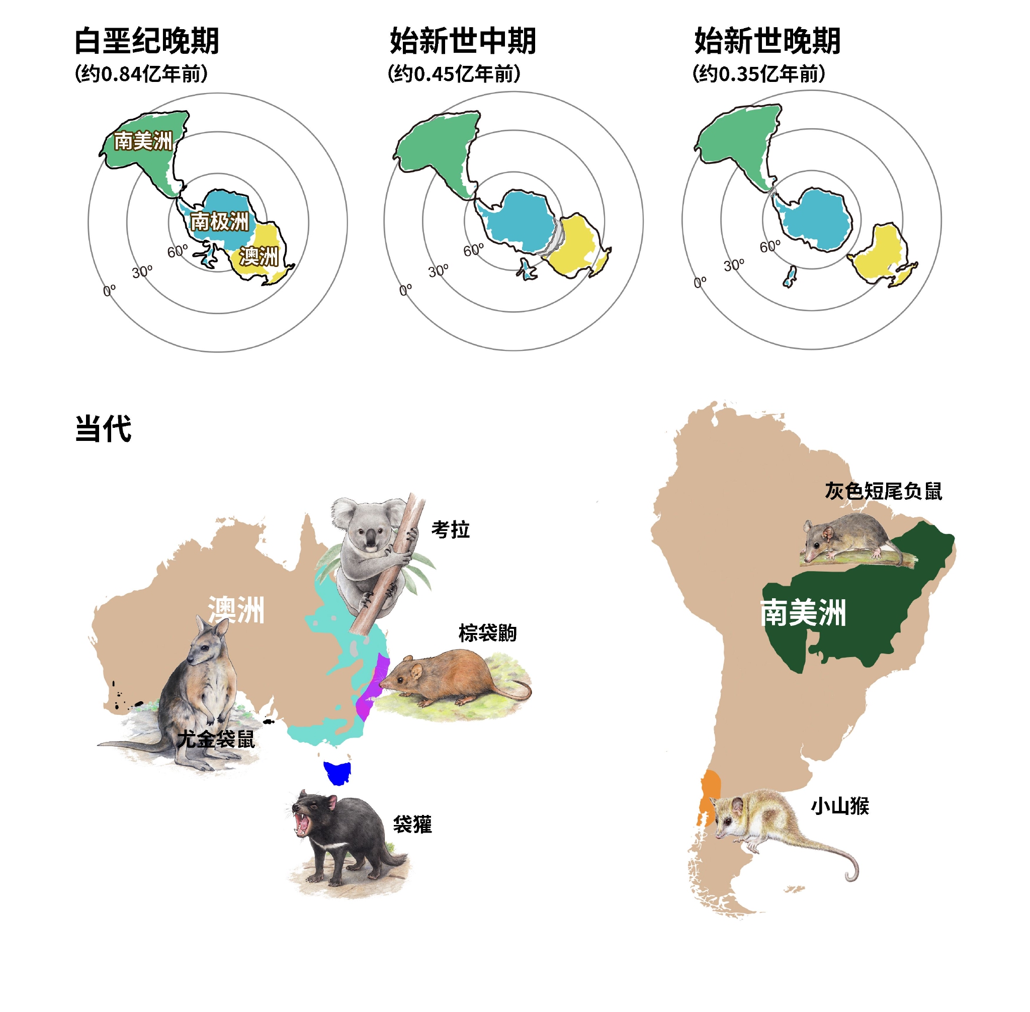 大陆漂移进程和本次研究中涉及的当代有袋类动物的分布情况.