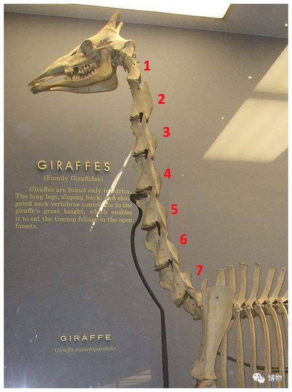 长颈鹿会用筋膜枪吗