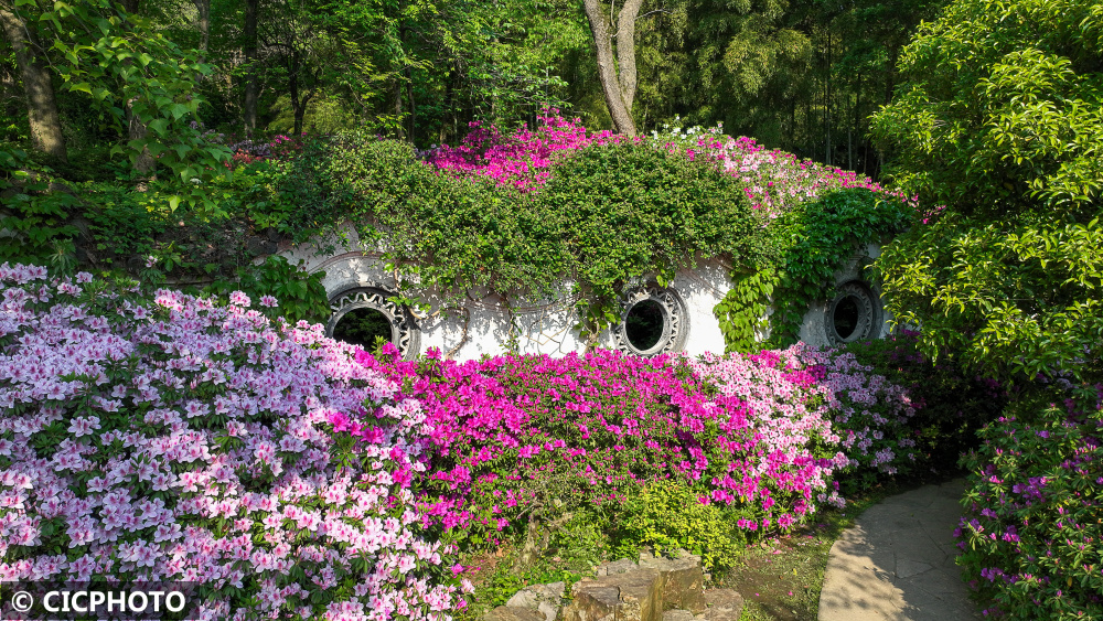 江苏无锡杜鹃花开春满园