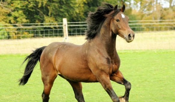实力强大的生肖马,胜不骄败不馁,遇到困境逆流涌进休闲区蓝鸢梦想 - Www.slyday.coM 实力强大的生肖马,胜不骄败不馁,遇到困境逆流涌进休闲区蓝鸢梦想 - Www.slyday.coM