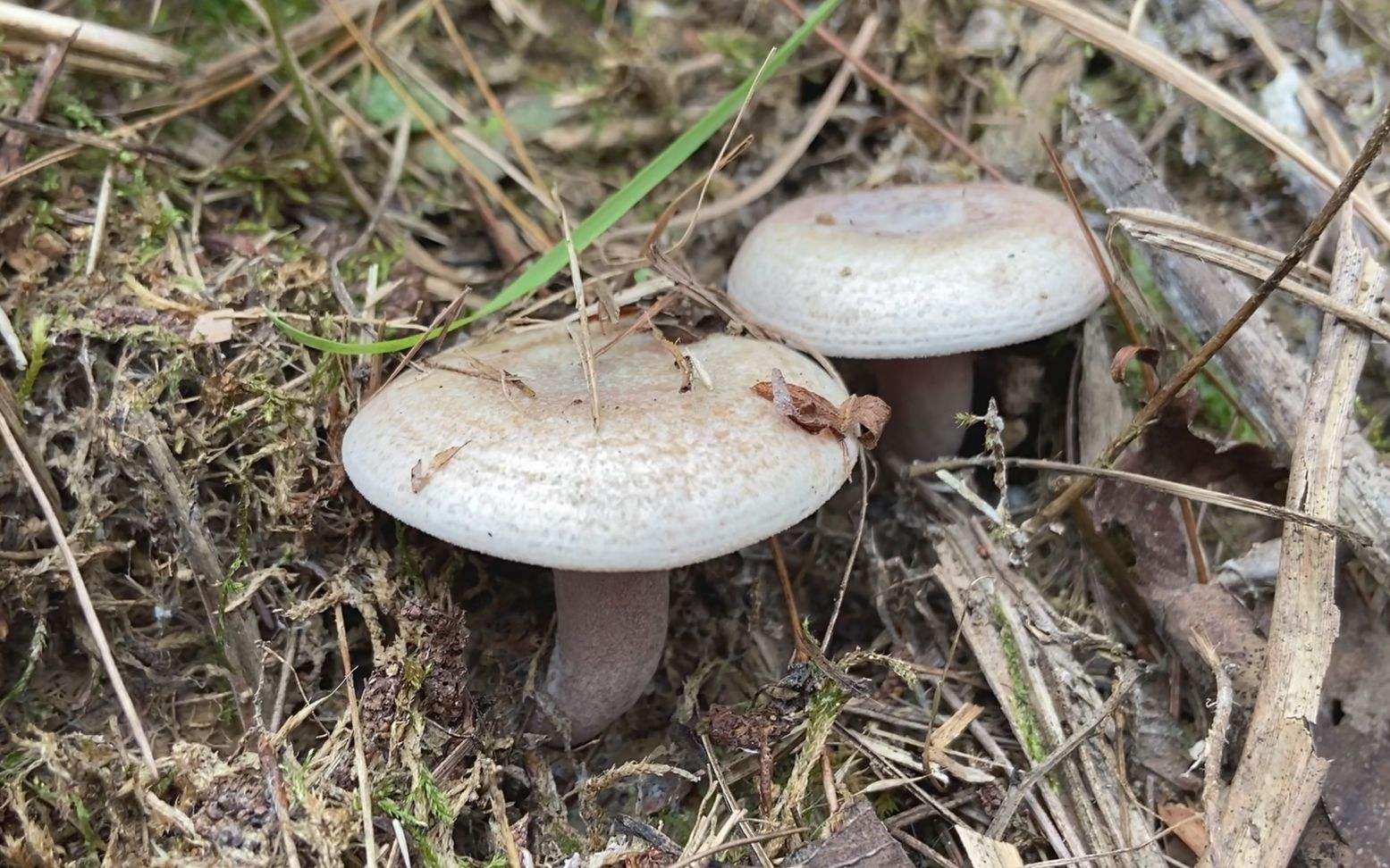 谷雨季节有素中之荤的枞树菌又长出来了快去采摘别错过