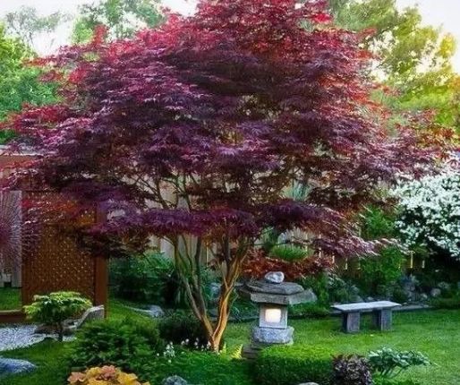 小庭院植物配置的3个原则