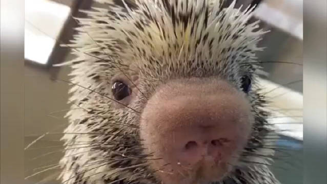 以防万一你没见过豪猪宝宝"吃播&quot