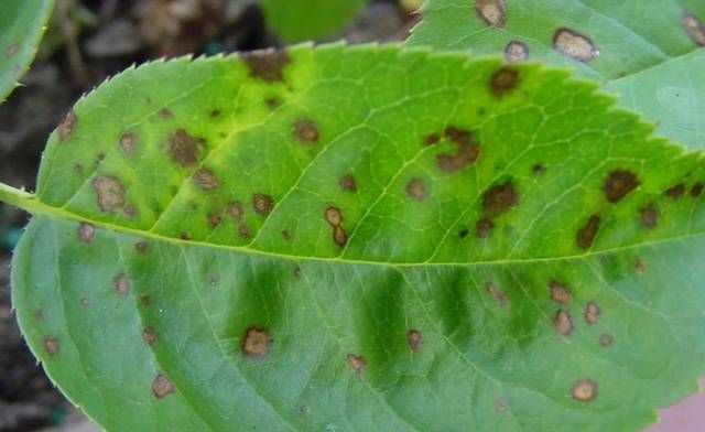 褐斑病,一般在较高温度下,潮湿不通风环境下产生.