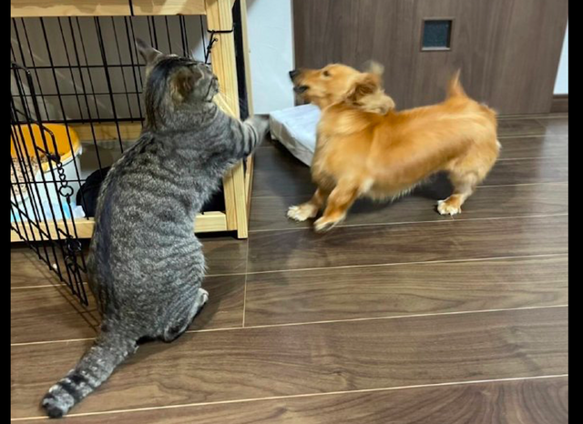 猫咪想要伸爪打狗,狗狗却快速躲避过去,猫猫拳和躲避狗?