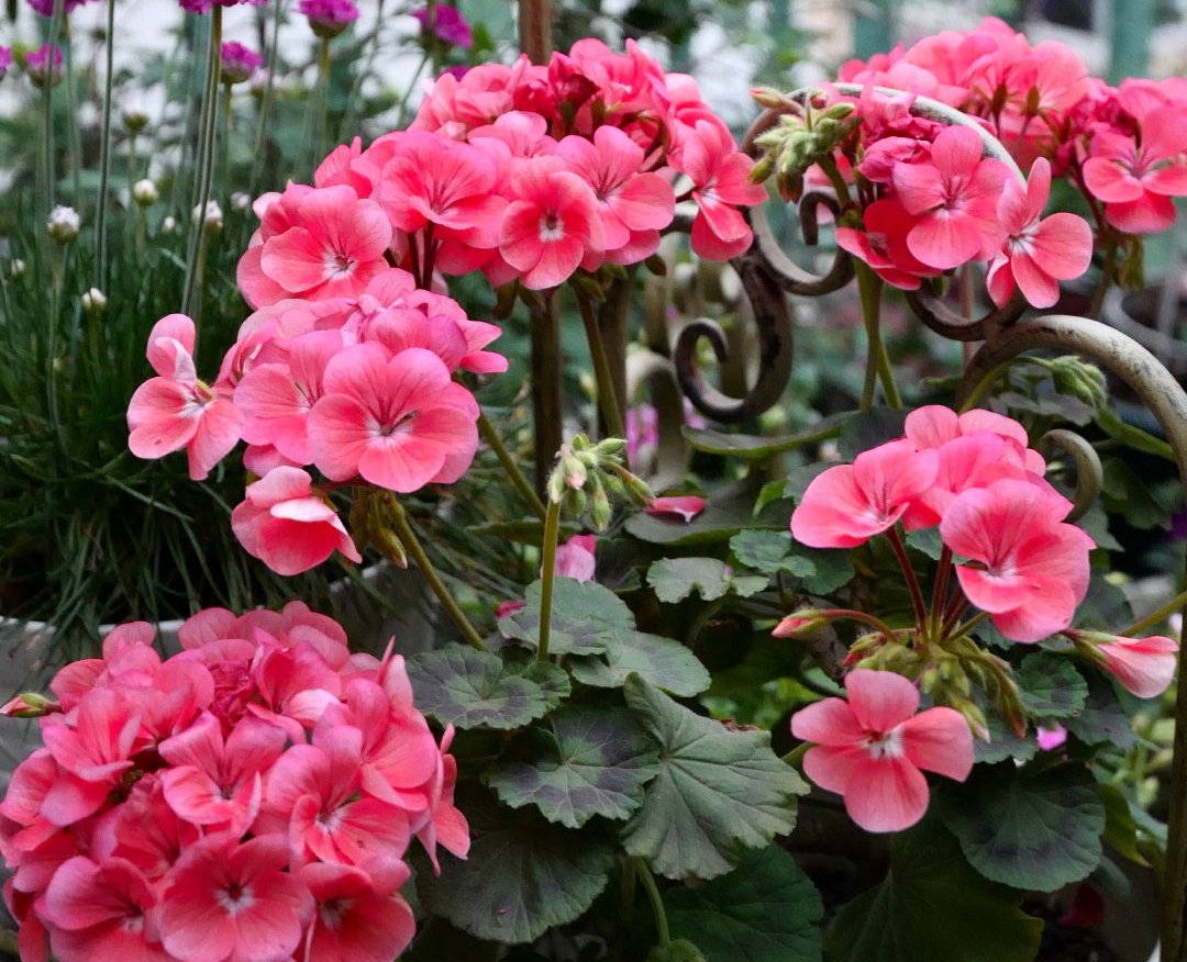 天竺葵度夏做好3步表现好更漂亮花期更长一直盛开