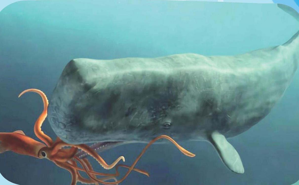 19米抹香鲸被成功救援救援难度有多大专家成功的案例非常少