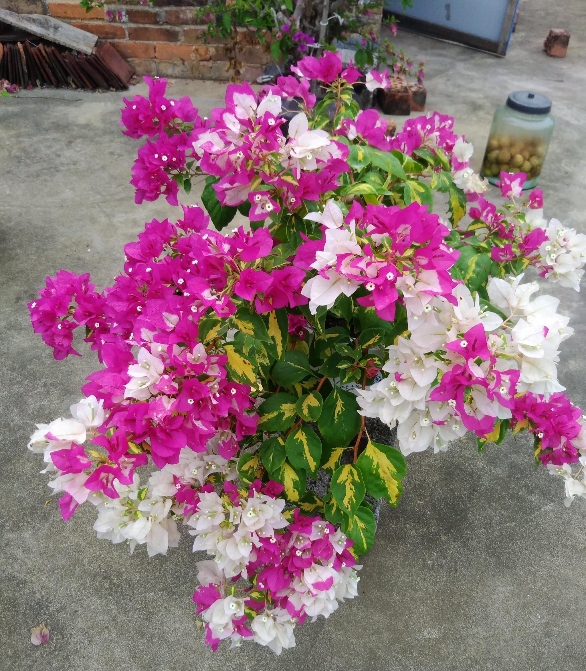 三角梅界的贵族金心双色花叶共赏丰花勤花阳台也能养