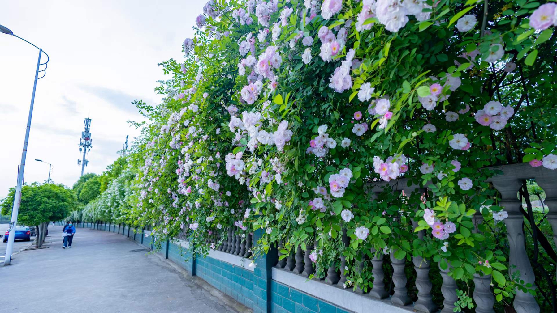 美出新高度四月的旺苍蔷薇花墙成网红十分漂亮