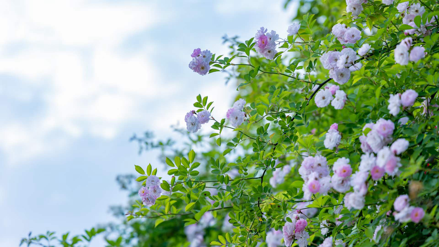 美出新高度四月的旺苍蔷薇花墙成网红十分漂亮