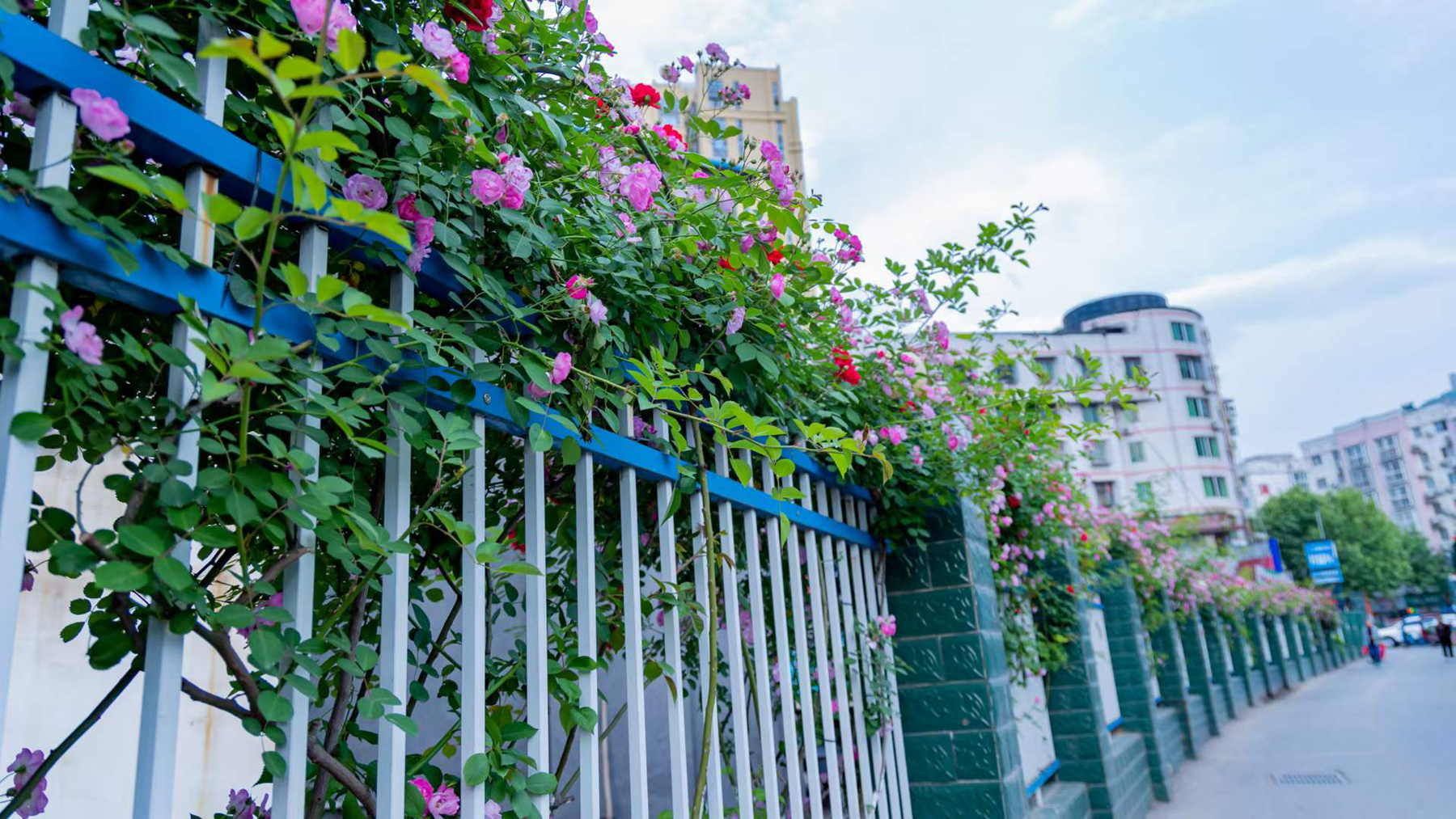 美出新高度四月的旺苍蔷薇花墙成网红十分漂亮