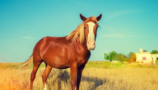 实力强大的生肖马,胜不骄败不馁,遇到困境逆流涌进休闲区蓝鸢梦想 - Www.slyday.coM 实力强大的生肖马,胜不骄败不馁,遇到困境逆流涌进休闲区蓝鸢梦想 - Www.slyday.coM