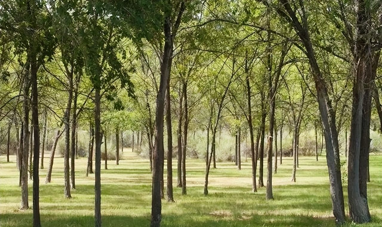 有了这一片天然的榆树林的阻挡,匈奴在具体进攻的时候,就不得不放慢马