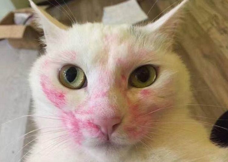 女子喝醉后对猫咪一阵猛亲,猫咪满脸口红印,还一脸懵逼模样!