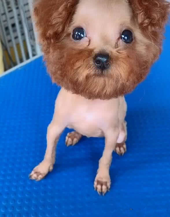 主人把泰迪剃成了地中海秃头网友沙师弟真的是你吗