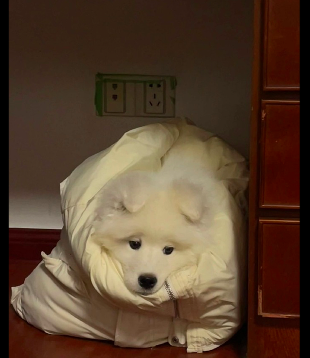 天气一降温,主人就给萨摩耶裹上了羽绒服,狗:妈妈觉得你冷!