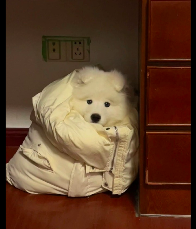 天气一降温,主人就给萨摩耶裹上了羽绒服,狗:妈妈觉得你冷!