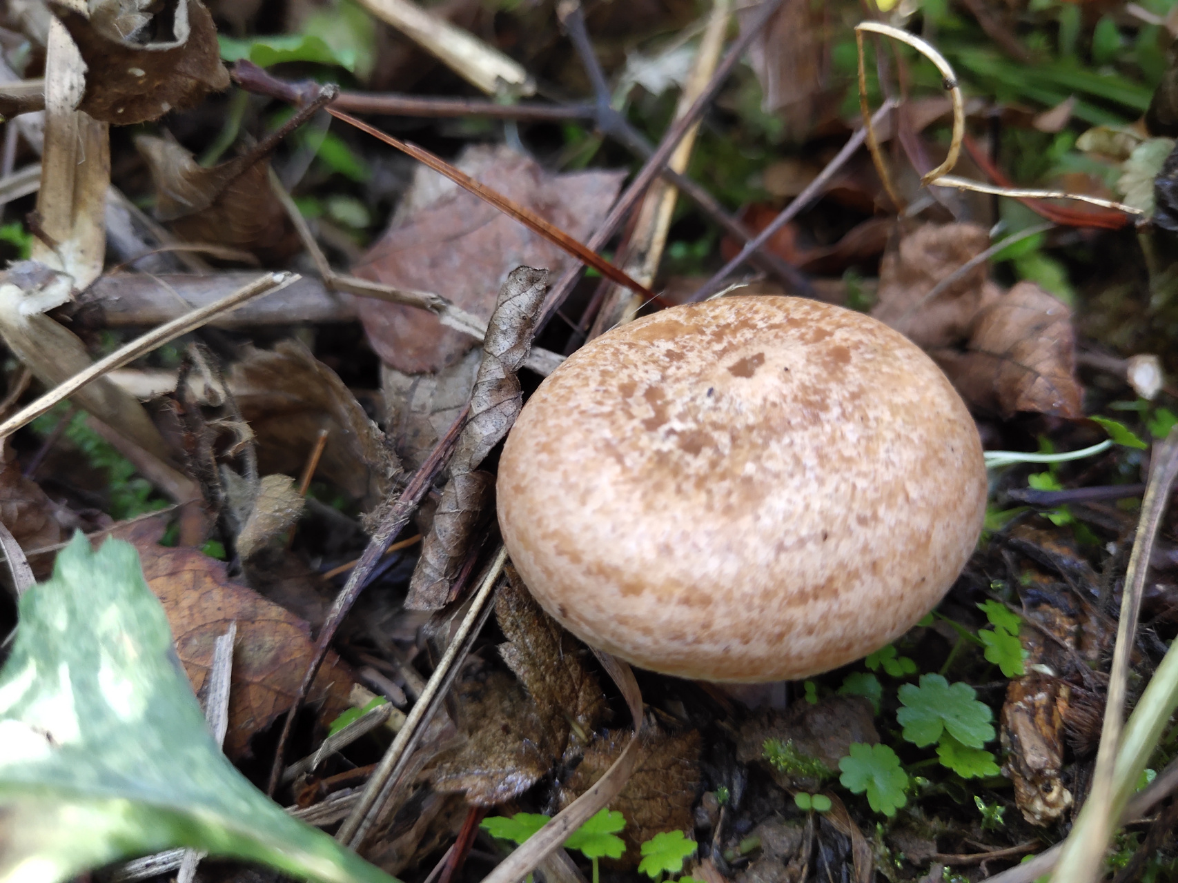 谷雨季节,有素中之荤的枞树菌又长出来了,快去采摘别错过|枞树|谷雨|