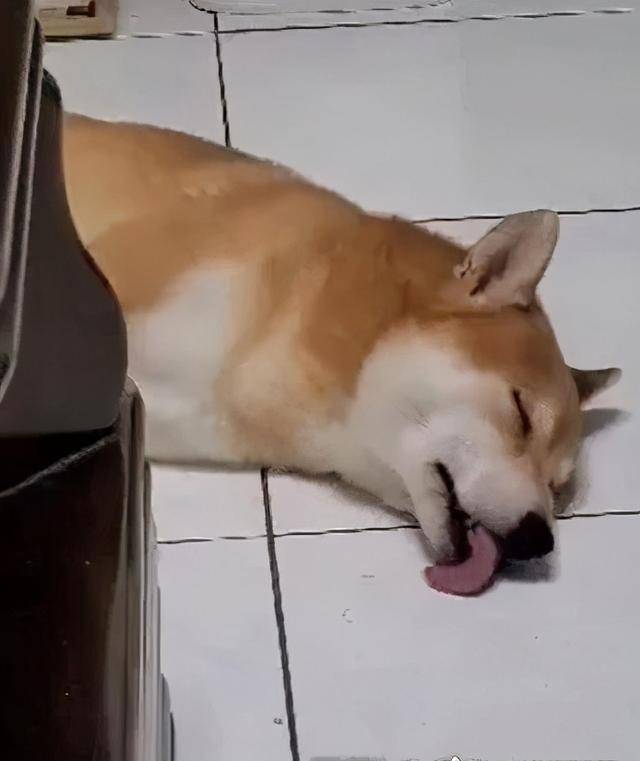 萌柴伸舌头舔地,不忘回味,铲屎官:这是又梦到吃冰淇淋了|麻吉|地板